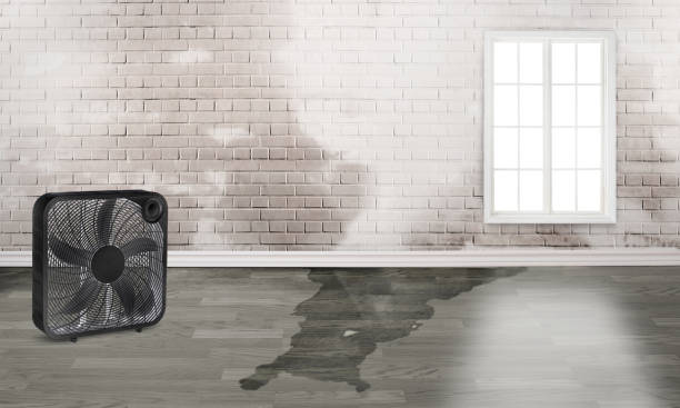 Best Carpet water damage restoration  in Pikesville, MD